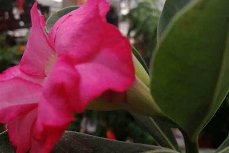 飘香藤施什么肥花开的旺盛