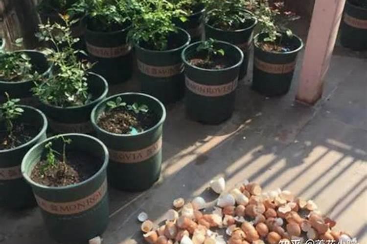 花肥一般用什么肥料比较好  养花需要买的肥哪种最好用