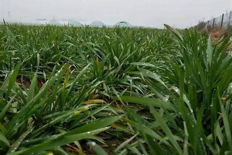 小麦打除草剂能加芸苔素吗