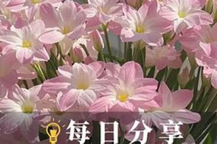 风雨兰开花多都有哪些养护方法