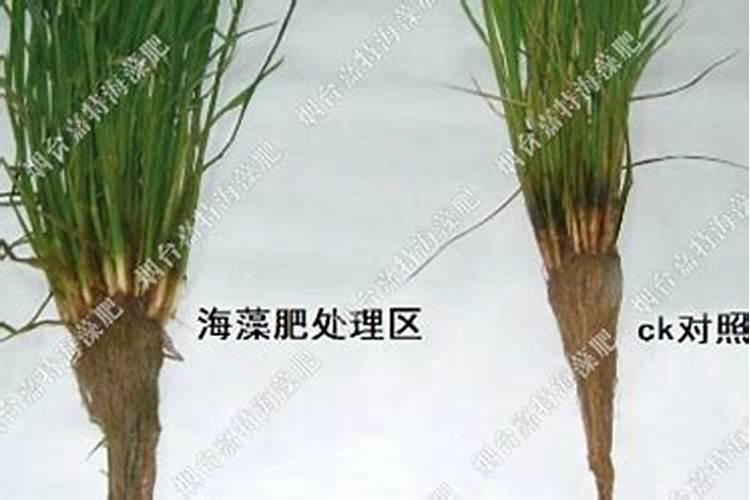 海藻有机肥能完全代替化肥用吗？哪个省钱？哪个效果好？