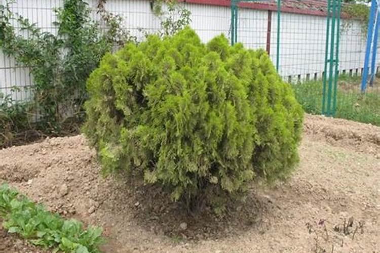 风景树如何施肥