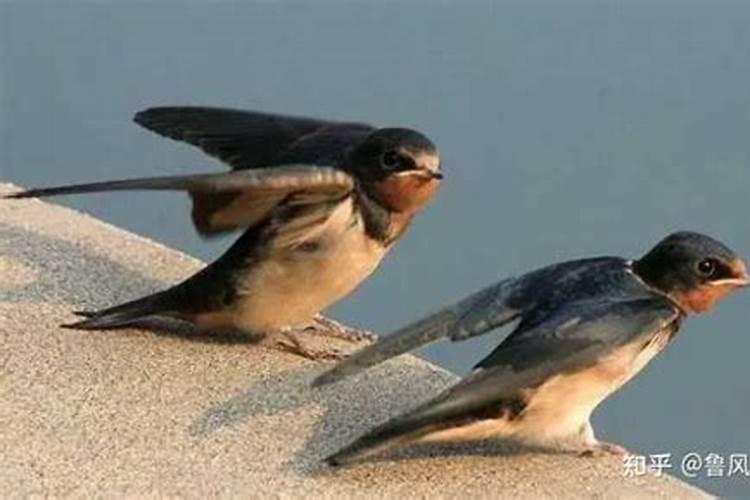 芸苔素内酯481在枣树上如何使用