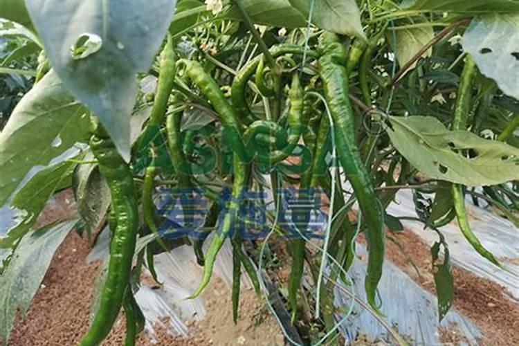 三个20的平衡水溶肥什么时候使用