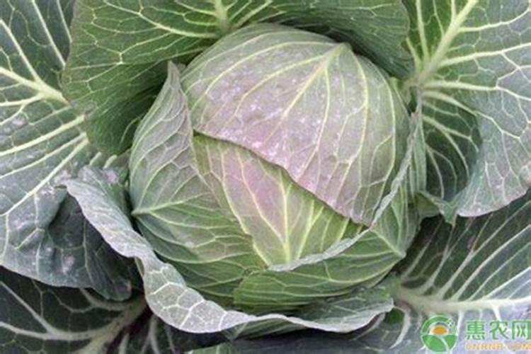 包心菜施什么肥最好