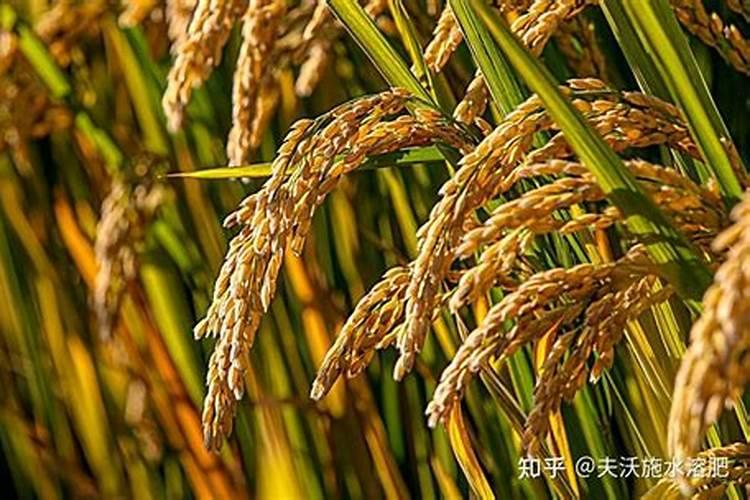 五常稻花香水稻品种怎么预防倒伏？有什么办法？