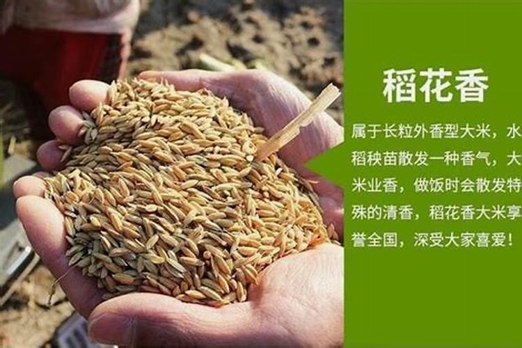 龙洋16、稻花香2号、中科发5的区别