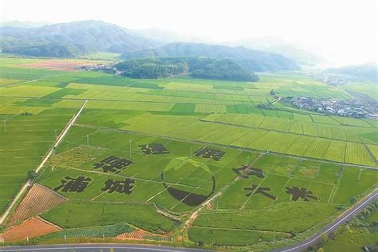 水稻叶面肥简介