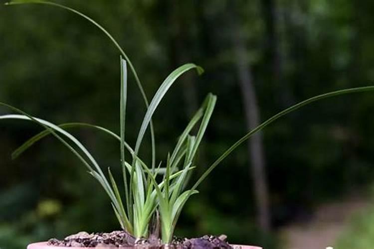 黄瓜定植期用什么肥效果好