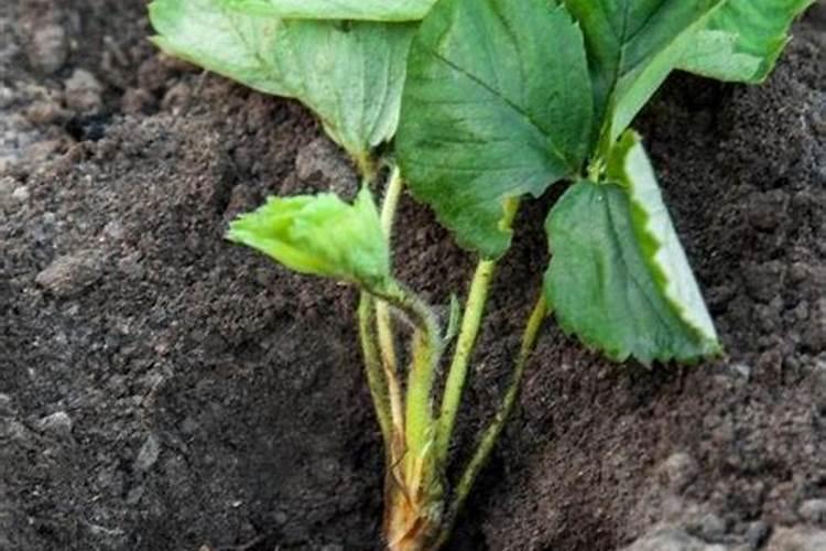 草莓种植施肥技术