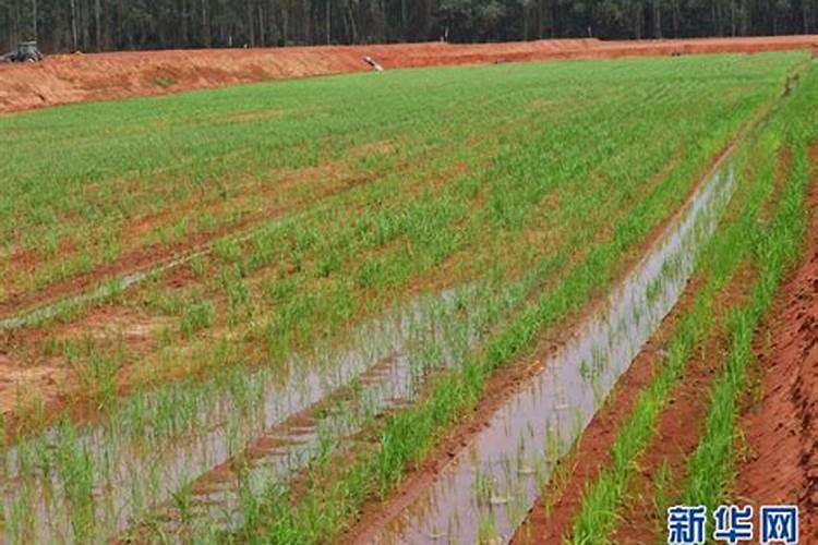 磷肥在水旱轮作下怎样施肥