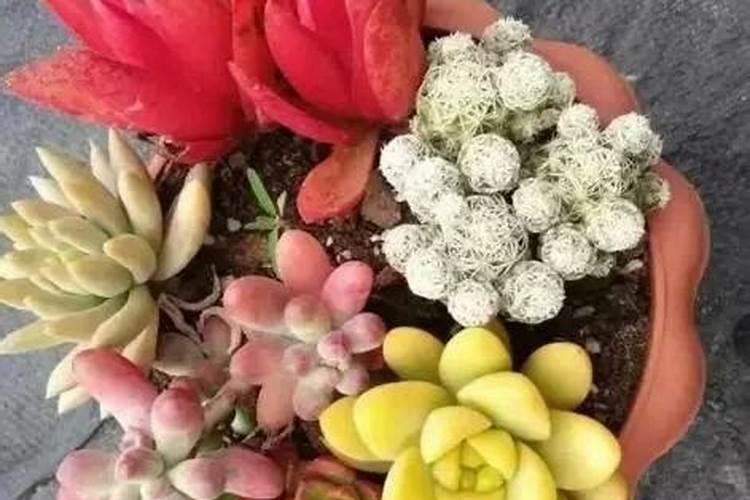 多肉上色肥料怎么用