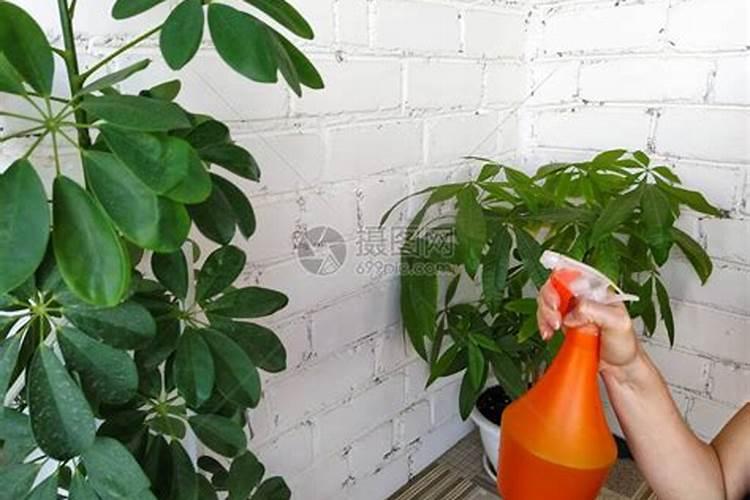 复合肥可以兑水喷叶子吗