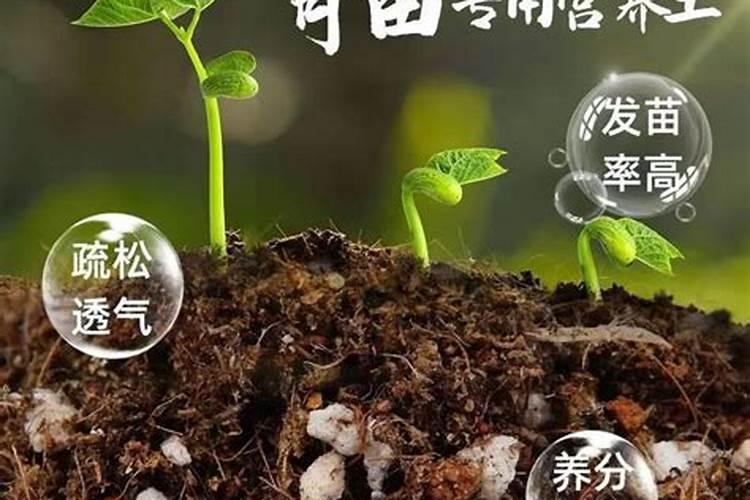 不去除育苗基质直接栽苗会怎么样？