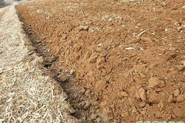 复合肥给茄子施肥是我埋士好还是浇水施肥好