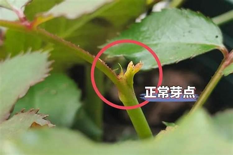 月季盲芽怎么处理