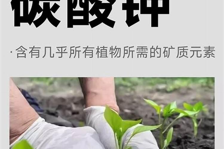 草木灰的使用方法