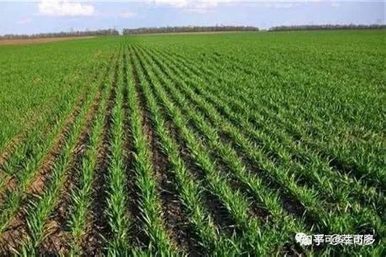 尿素化肥是什么原料做的