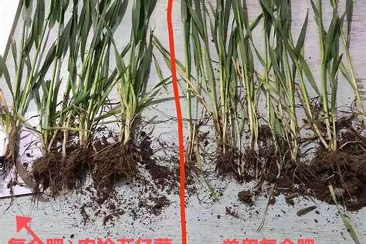 小麦上喷施硼肥有什么好处？拔节孕穗期喷2次,籽粒饱满能增产