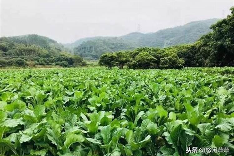 菜心施肥方法及注意事项 菜心施肥需要注意的地方