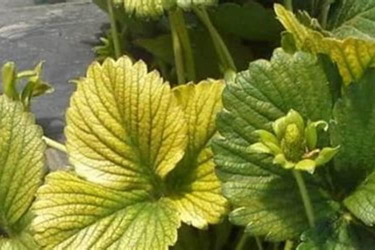 植物缺铁最简单的补充方法 植物缺铁的补充方法