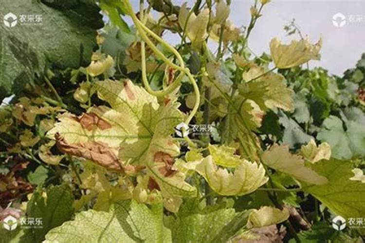 叶子缺铁怎么补救 怎么补救叶子缺铁