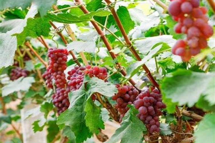 种植小麦提前几天撒上肥料在耕地可以吗？