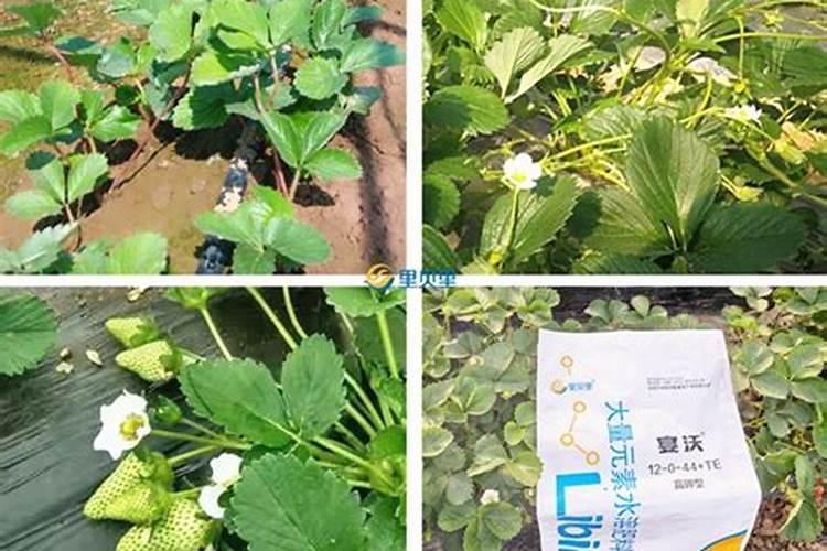 花多多1号溶解到水里呈现蓝色,这是不是表明它是假冒伪劣产品？