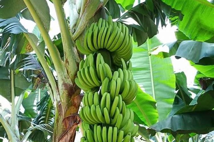 小麦冬季施肥时间施什么肥料？