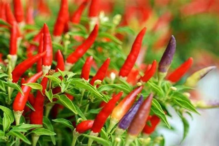 辣椒开花期能喷芸苔素和二氢钾吗