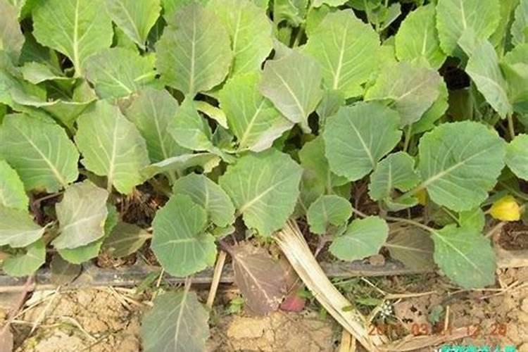 为什么种植油菜要增施硼肥？增施硼肥的好处有哪些？