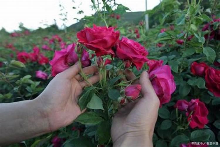 玫瑰花怎么施肥,玫瑰花施氮磷钾肥最为合适