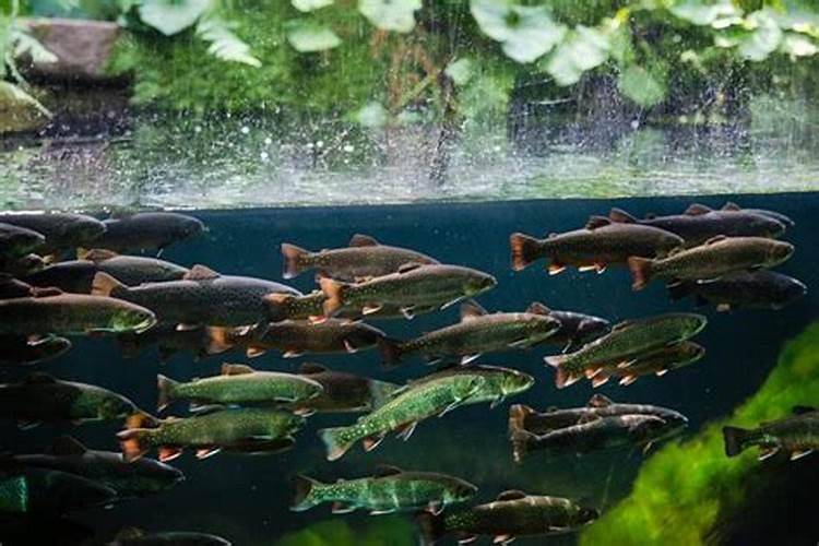 鱼蛋白灌根几天见效