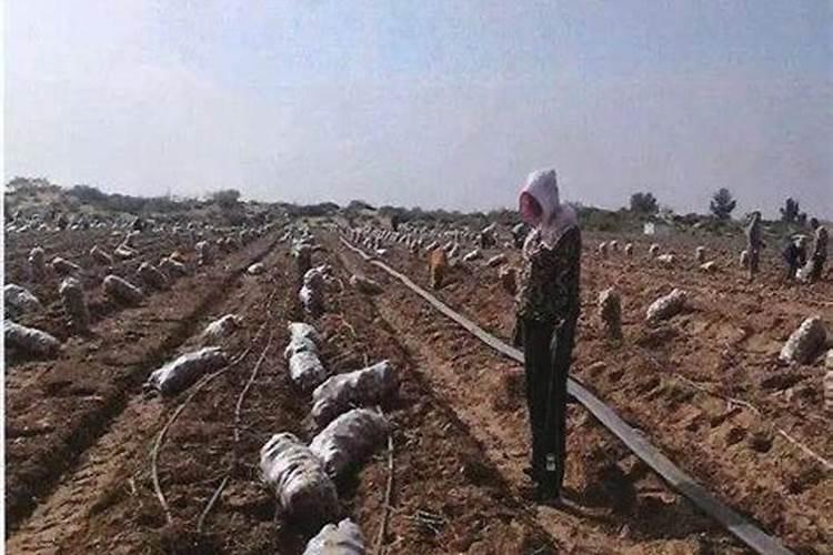 我是一名农资经销商,现在代理哪个牌子化肥好