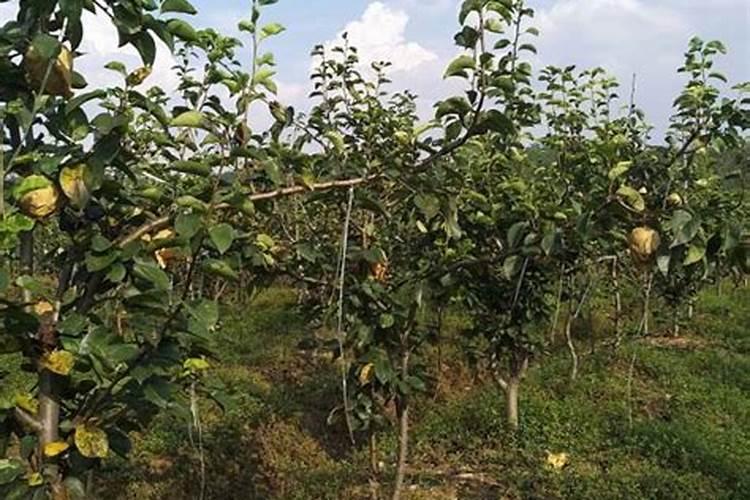 梨树秋季施什么肥料最好