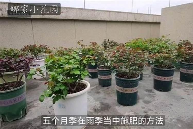 连续阴雨天月季怎么养