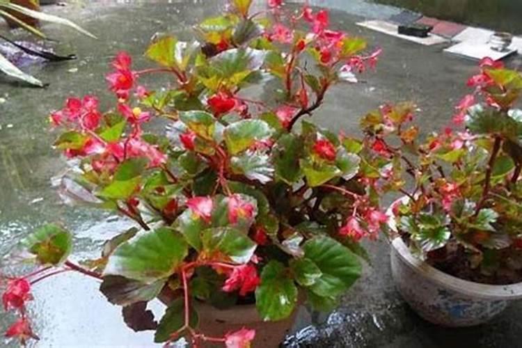 冬季海棠花怎么施肥 冬季海棠花施肥方法