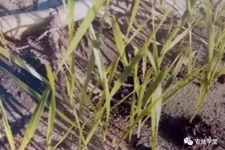 小麦需要的氮磷钾分别是多少