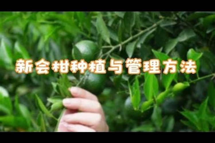 揭西茶枝柑种植基地在哪？