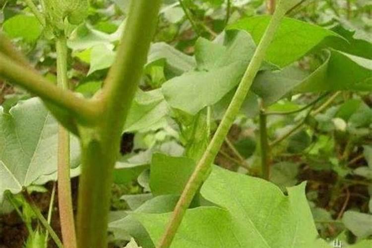 棉花滴灌完叶子发黄还落玲是怎么回事