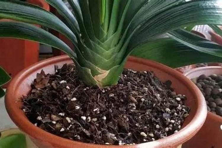 君子兰夹箭用什么肥