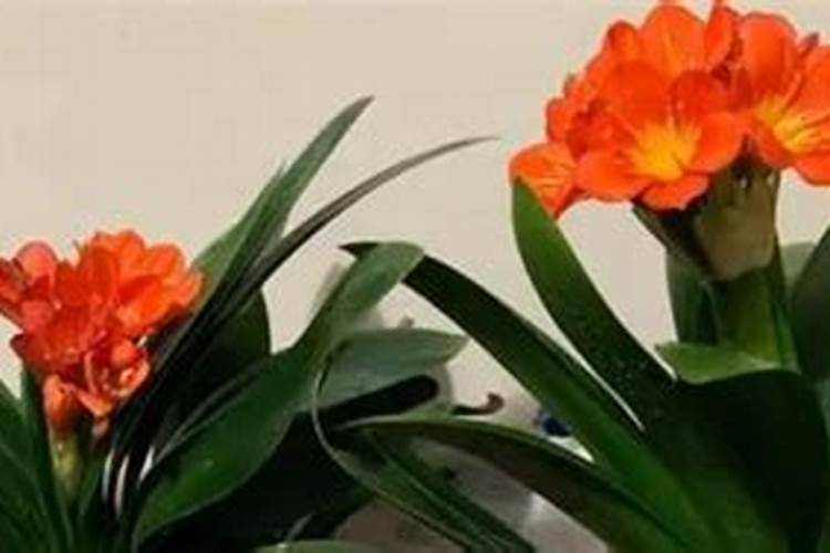 君子兰夹箭用什么肥