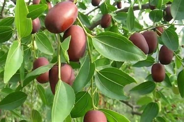 枣树哪时候适合施肥枣树什么时候施肥