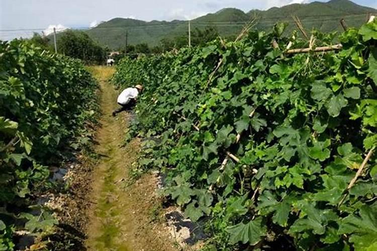 小弓棚冬瓜底下叶子发黄