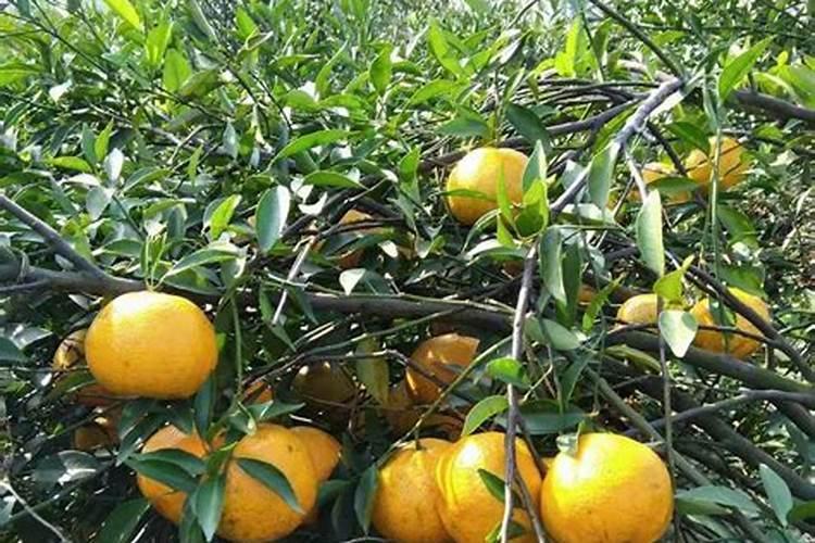 关于茶枝柑的种植管理方法
