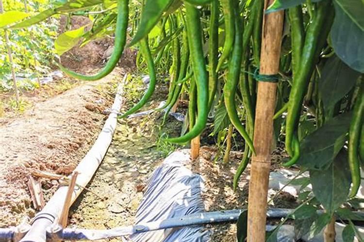 辣椒开花结果后施什么肥