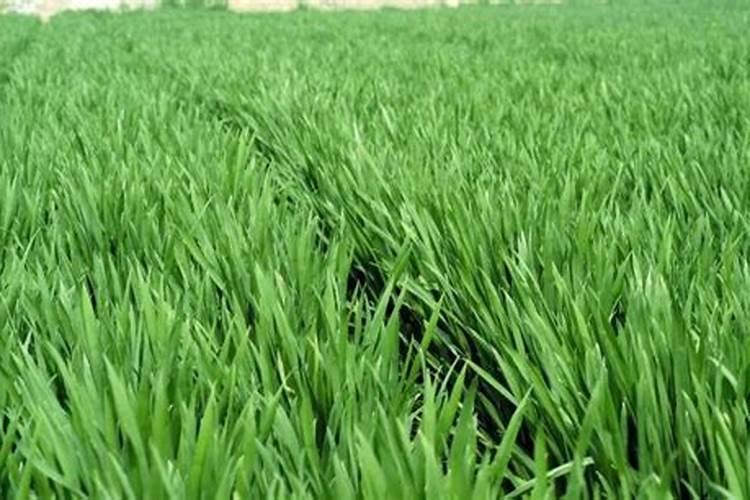 硝酸磷肥是什么？怎么使用好