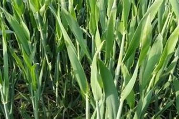 硝酸磷肥利用率