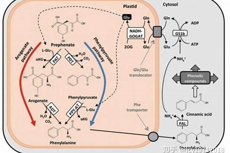 植物体内怎样合成氨基酸？