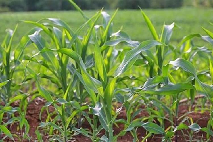 西瓜长到碗口大